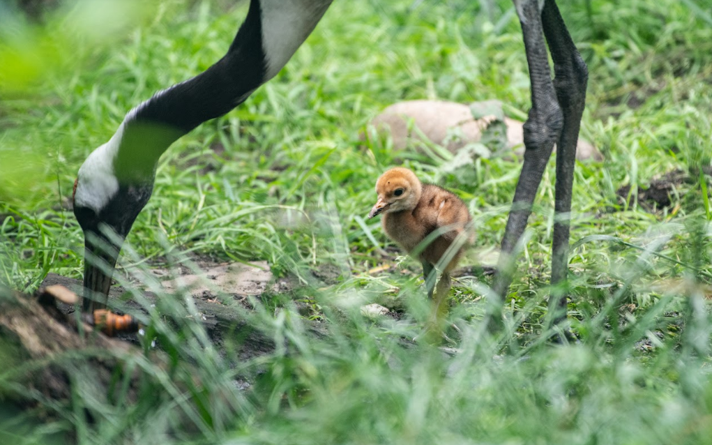 Ptasi baby boom w Ogrodzie Zoologicznych we Wrocławiu /fot. Zoo Wrocław