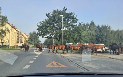 biegające po Stabłowicach konie
