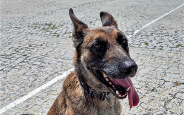 Policyjny pies Lonar odnalazł skradzioną koparkę /fot. Policja Wrocław