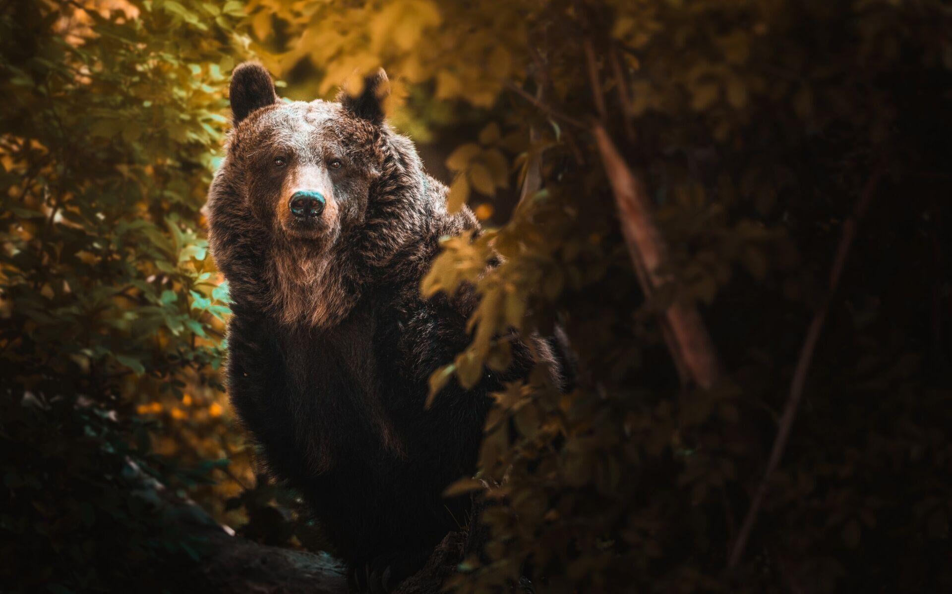 Niedźwiedzica Przemisia z wrocławskiego zoo zyskała opiekuna adopcyjnego /fot. Zoo Wrocław