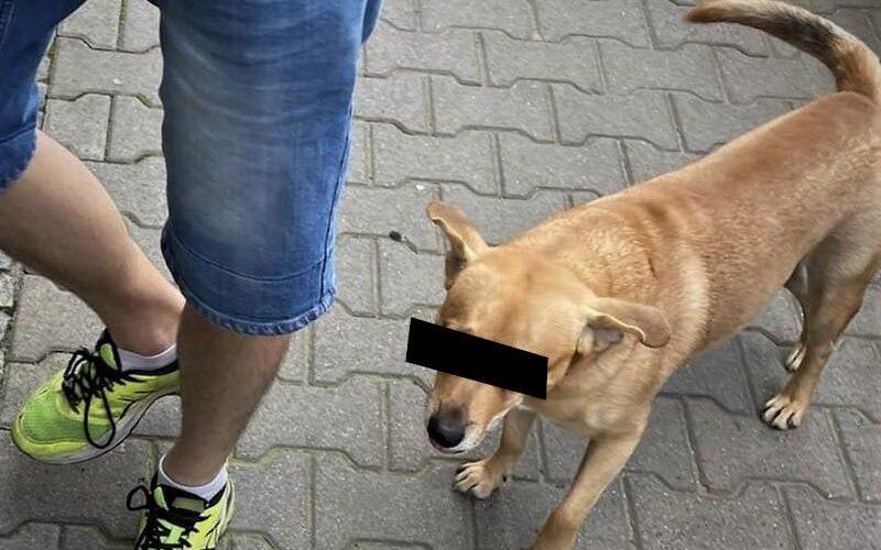 Wrocławski złodziej w rękach policji. Wydał go... pies /fot. KMP Wrocław