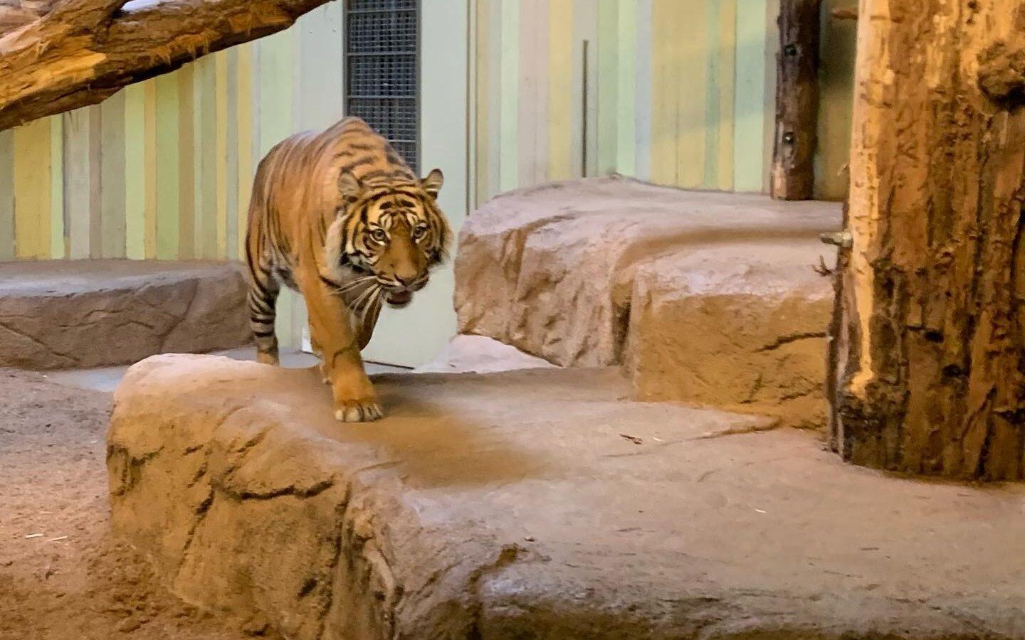 Tygrysica Surya z wrocławskiego zoo już w nowym domu /fot. facebook.com/zoocottbus