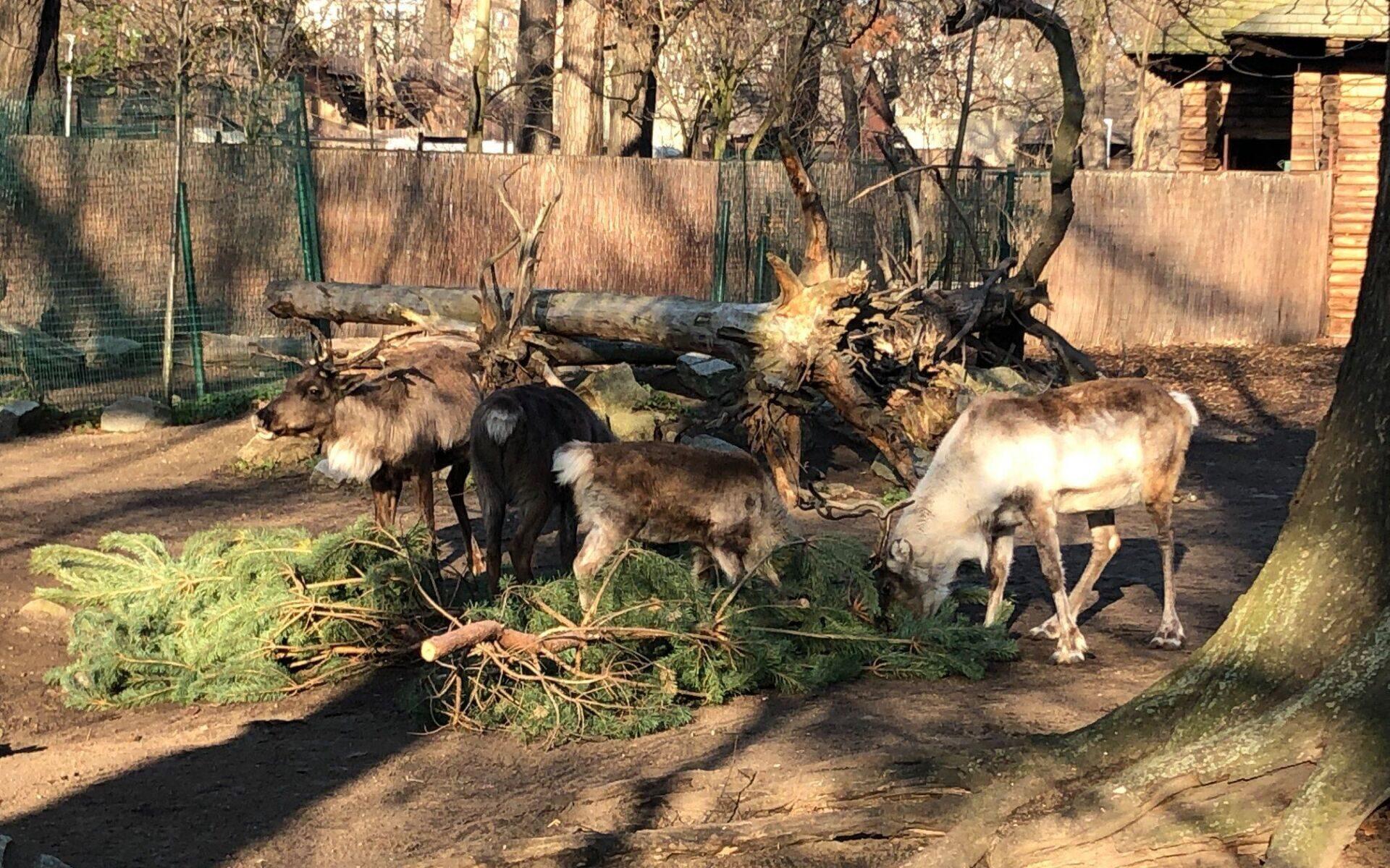 [NAGRANIE] Renifery z wrocławskiego zoo przygotowują się do Bożego Narodzenia /fot. Zoo Wrocław (facebook)