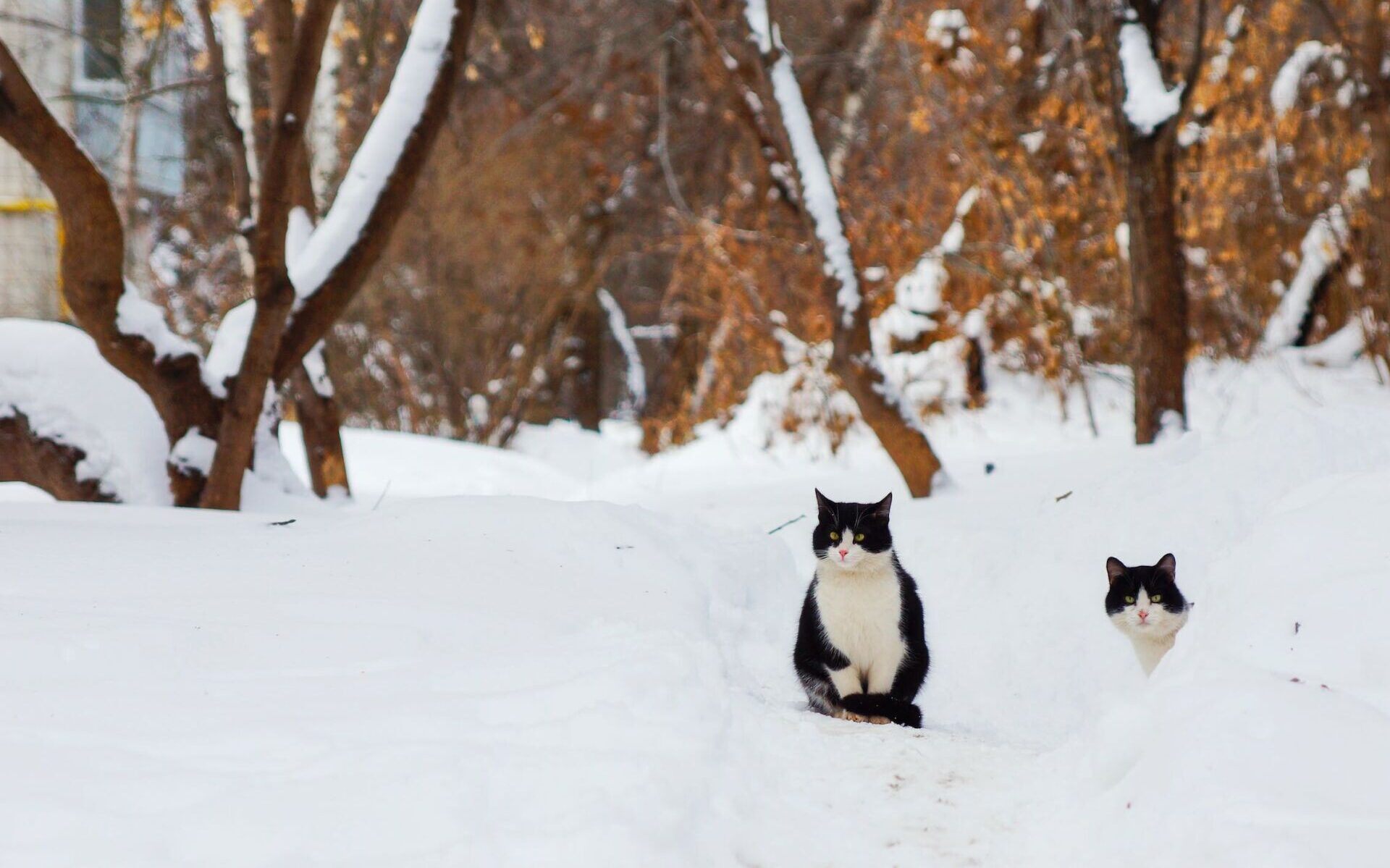 Wolnożyjące koty we Wrocławiu. Jak pomóc im przetrwać zimę? /fot. pexels