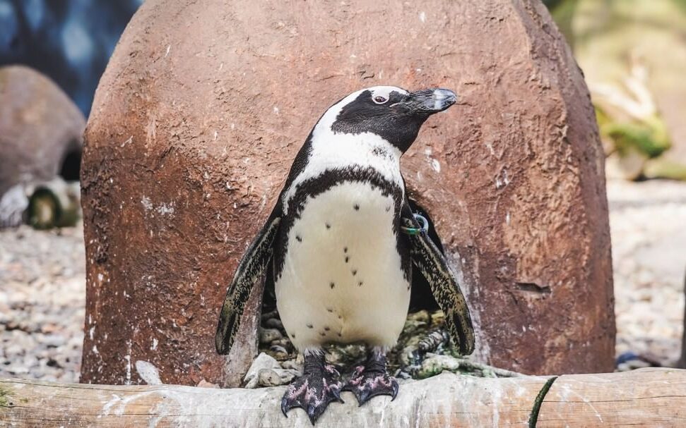 Dzień Wiedzy o Pingwinach we wrocławski zoo/ fot. instagram.com/zoowroclaw