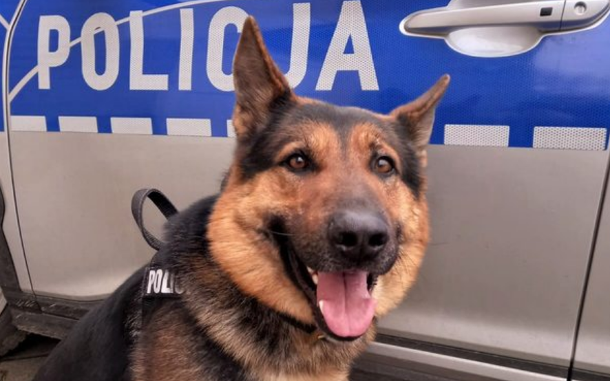 Policyjny pies OPI z Wrocławia wytropił włamywacza /fot. Policja Dolnośląska