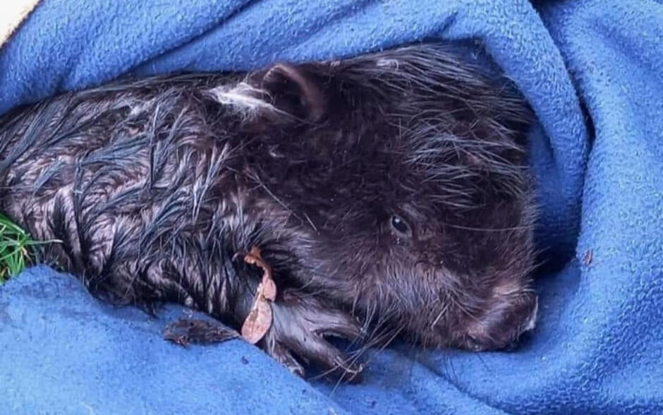 Interwencja Ekostraży w Parku Tysiąclecia. Znaleziono rannego bobra /fot. Ekostraż (facebook)