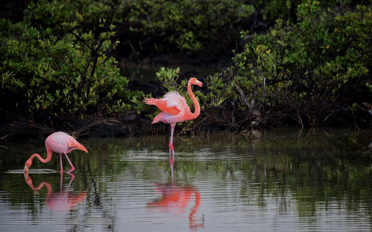 Kolejna inwestycja we wrocławskim zoo. Flamingi zyskają nowy dom! /fot. pexels