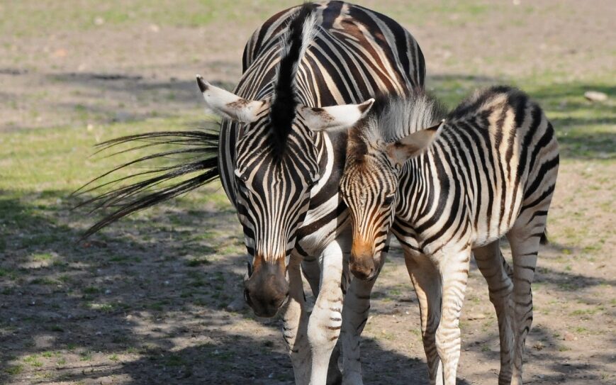 We wrocławskim zoo urodziła się zebra