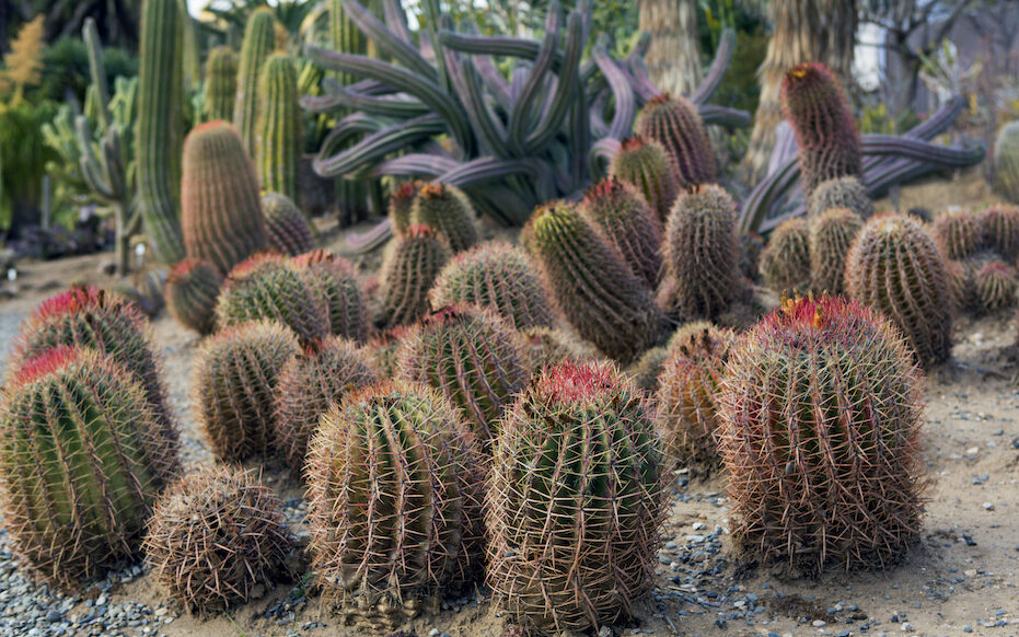 W Ogrodzie Botanicznym otwarto nową kaktusiarnię
