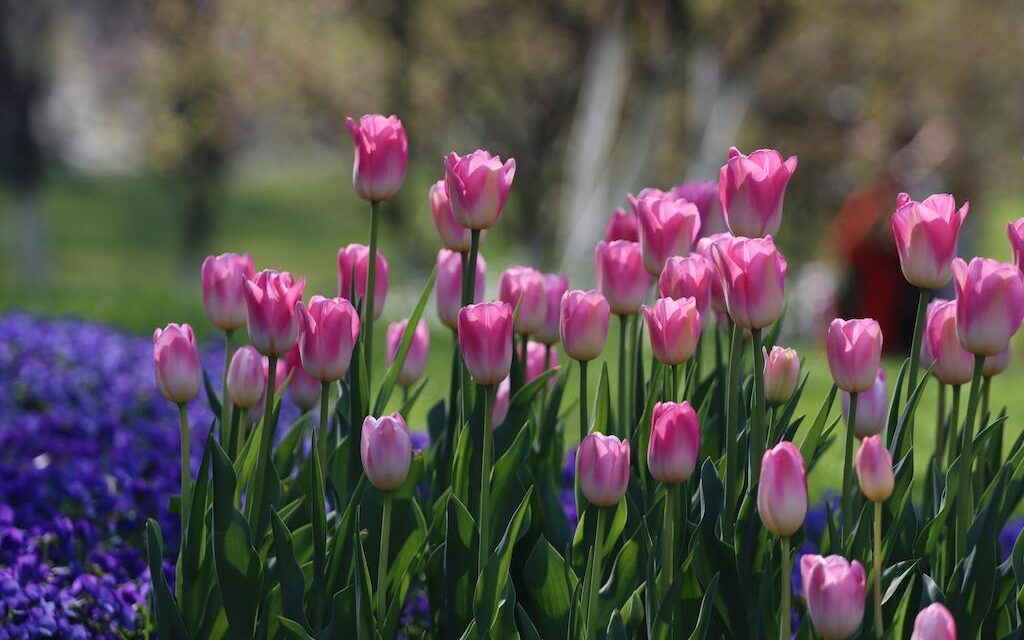 Festiwal Tulipanów w Ogrodzie Botanicznym